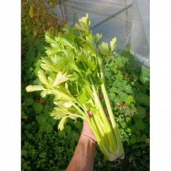 Céleri Blanc Bio (+-600gr)