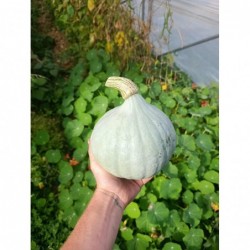 Potimarron Bio "Bleu...