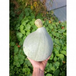 Potimarron Bio "Blue...