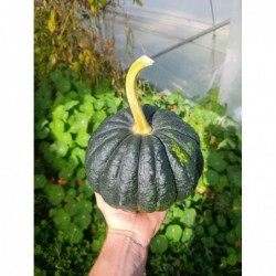 Courgeron Bio (+- 2kg)