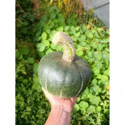 Potimarron Bio "Green...